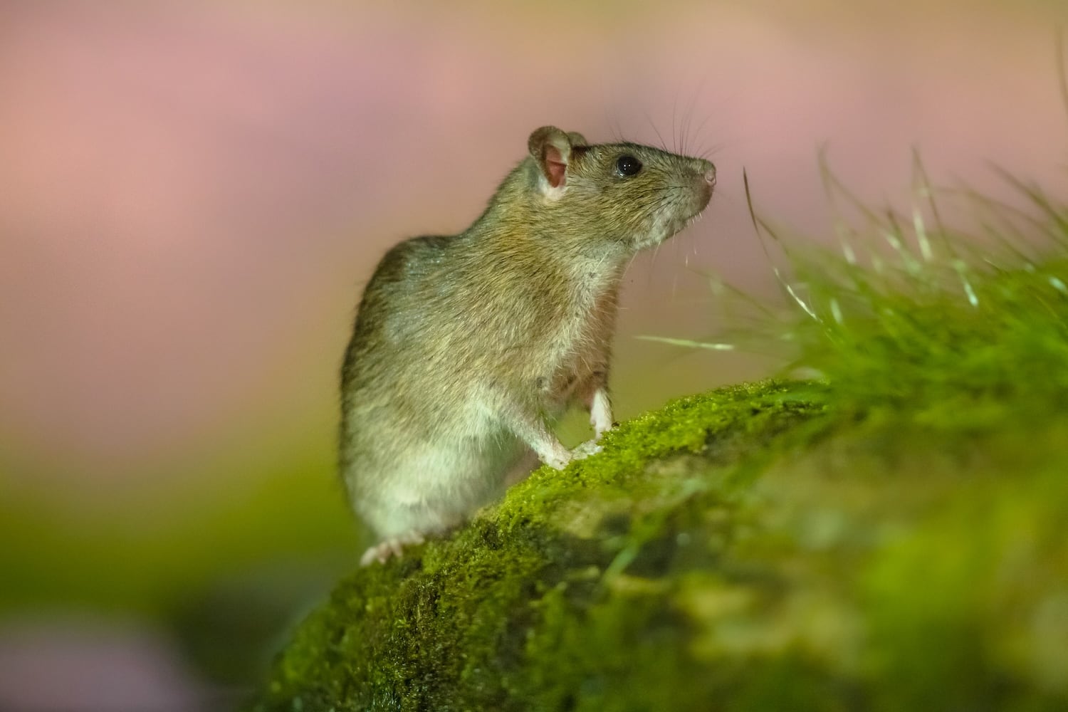brown-rat-in-grass-on-river-bank