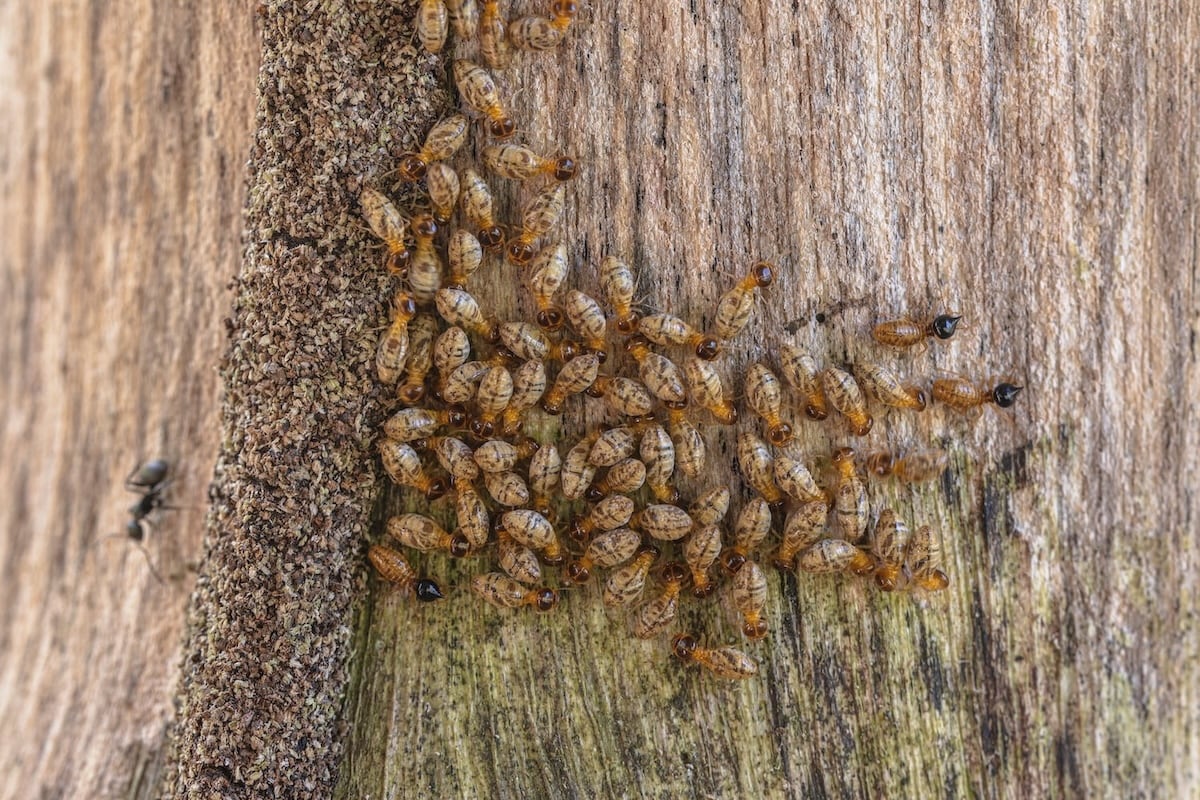 group-of-termites-consuming-log group-of-termites-consuming-log