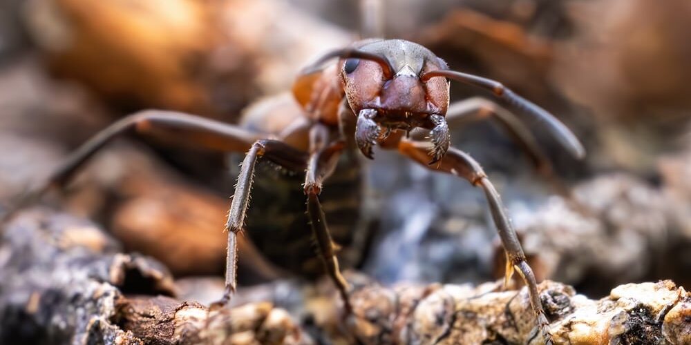 ant-close-up-in-the-wild ant-close-up-in-the-wild