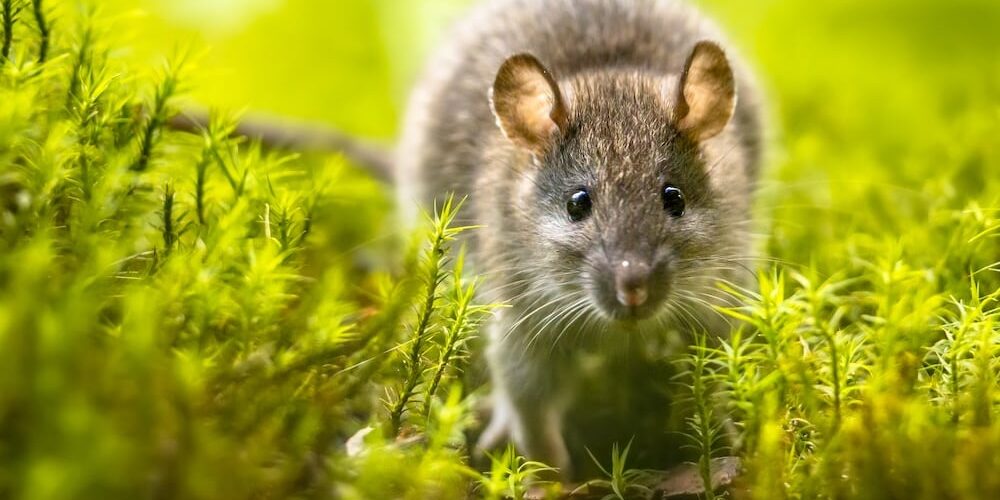 brown-rat-in-grass-on-river-bank brown-rat-in-grass-on-river-bank