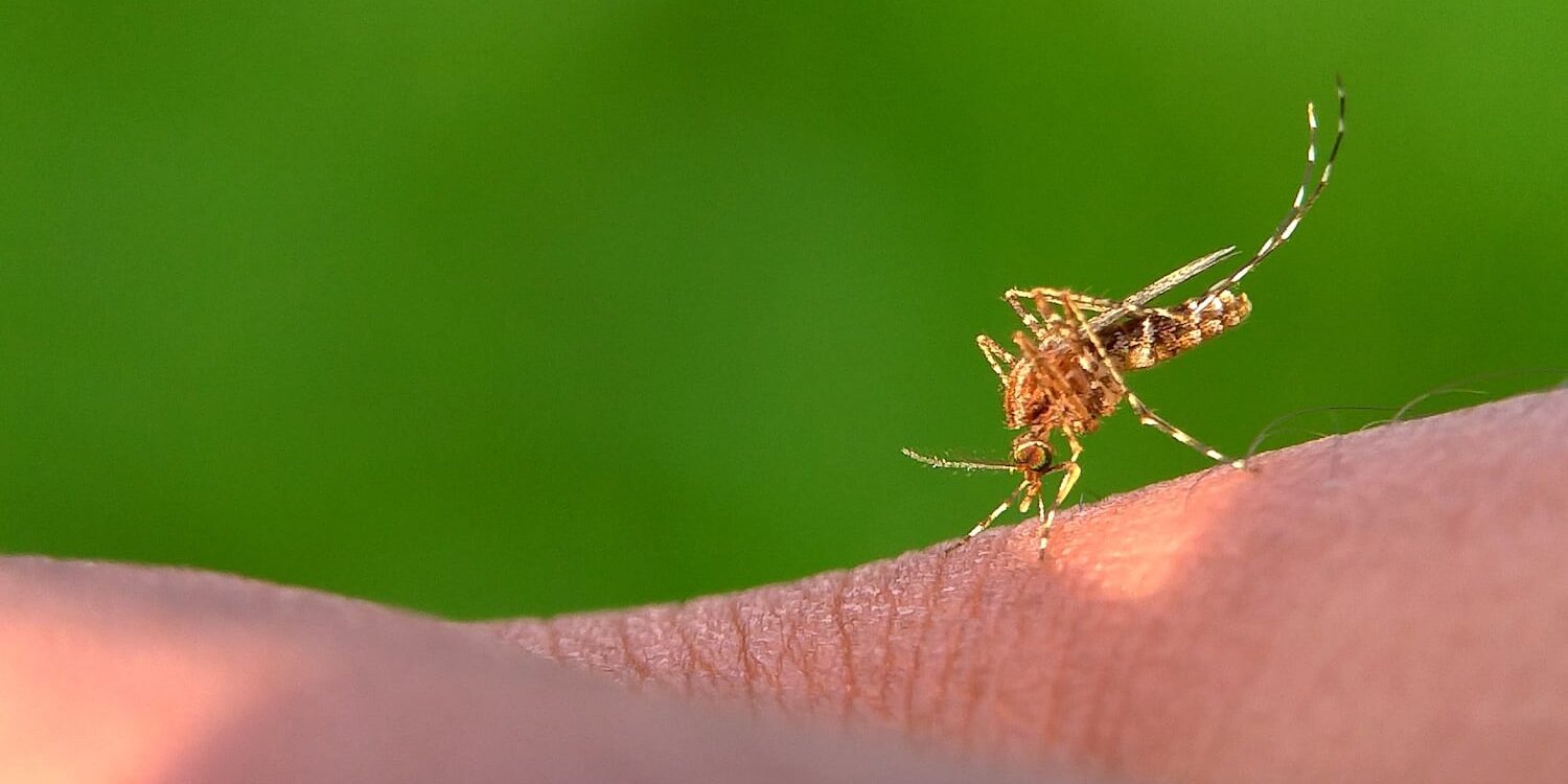 mansonia-mosquito mansonia-mosquito
