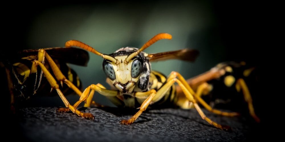 selective-focus-shot-of-a-wasp selective-focus-shot-of-a-wasp