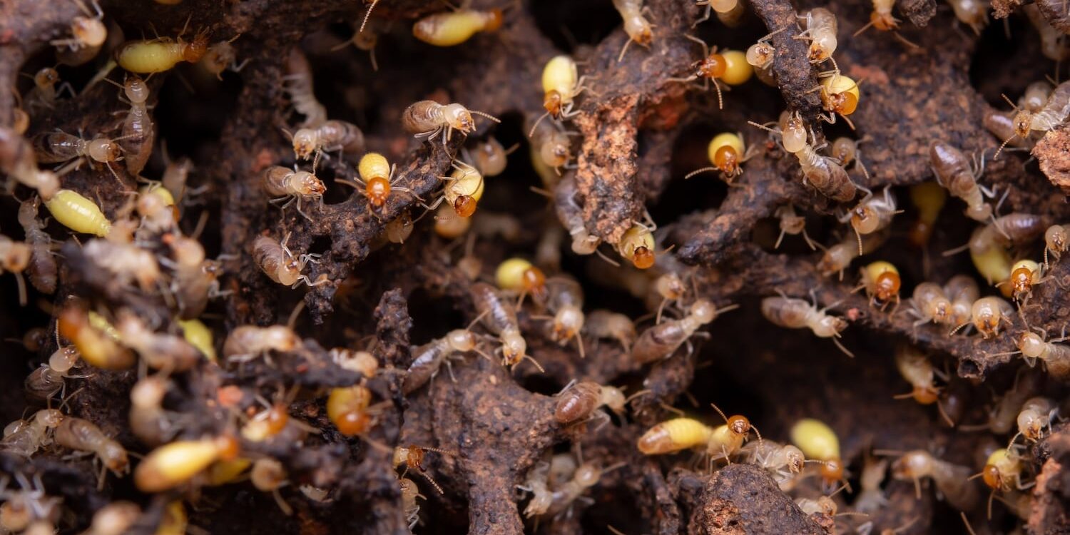 termites-eat-wooden-planks termites-eat-wooden-planks